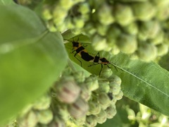 Asclepias syriaca