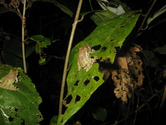 Scinax pedromedinae