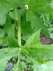 Heracleum mantegazzianum