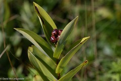 Maianthemum stellatum