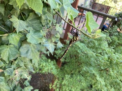 Cordulegaster dorsalis