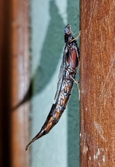 Atractocerus brasiliensis