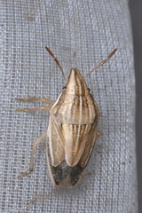 Aelia acuminata