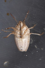 Aelia acuminata