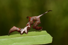 Phyprosopus callitrichoides