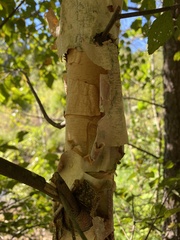Betula nigra