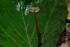 Auriscalpium vulgare