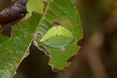 Prolimacodes badia