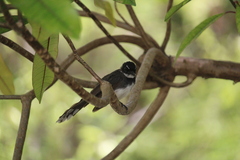Rhipidura javanica
