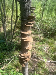 Hapalopilus rutilans