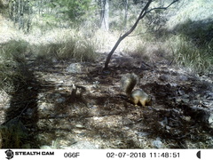 Sciurus nayaritensis apache