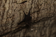 Peropteryx