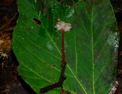 Auriscalpium vulgare