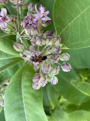Asclepias syriaca