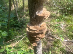 Hapalopilus rutilans