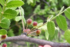 Bursera