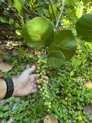 Coccoloba uvifera