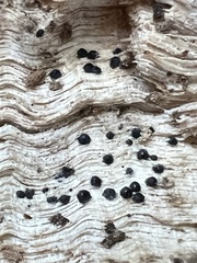 Rosellinia