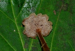 Auriscalpium vulgare