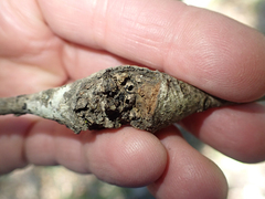 Dryocosmus asymmetricus
