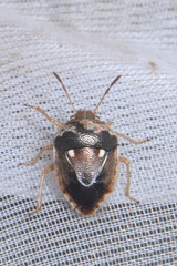Stagonomus bipunctatus bipunctatus
