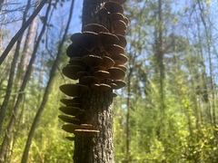 Hapalopilus rutilans