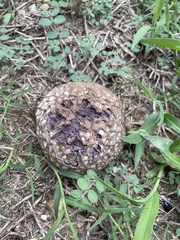 Scleroderma polyrhizum