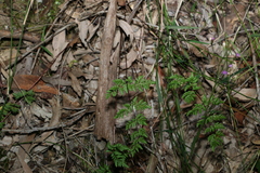 Cheilanthes sieberi sieberi