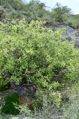 Bursera