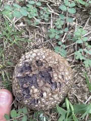 Scleroderma polyrhizum