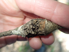 Dryocosmus asymmetricus