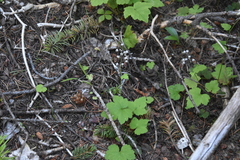 Tiarella trifoliata