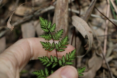 Cheilanthes sieberi sieberi