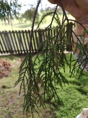 Dacrycarpus dacrydioides