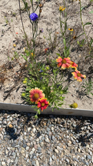 Gaillardia pulchella