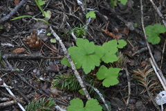 Tiarella trifoliata