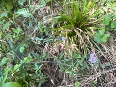 Elephantopus tomentosus