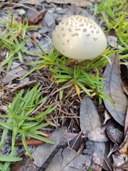 Amanita citrina