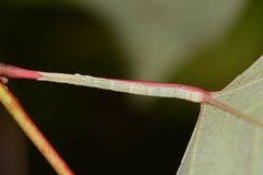 Parallelia bistriaris