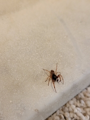 Trachelas tranquillus