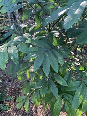 Flindersia schottiana