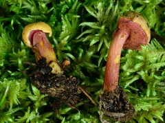 Chalciporus pseudorubinellus