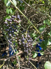 Vitis vulpina