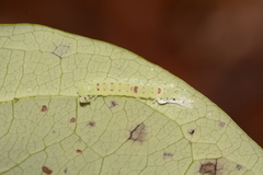 Hypsoropha hormos