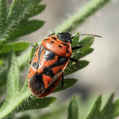 Eurydema ornata