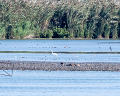 Limosa