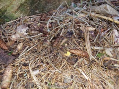 Chalciporus pseudorubinellus