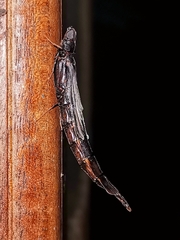 Atractocerus brasiliensis