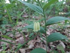 Polygonatum