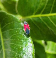 Melanopleurus belfragei